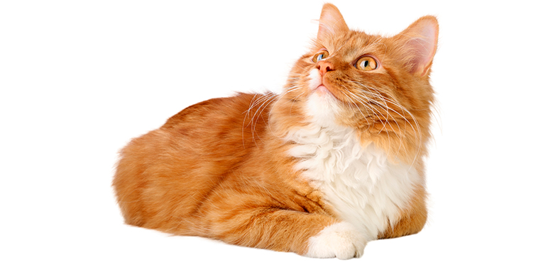 Carey Animal Clinic Animal Hospital in New Lenox