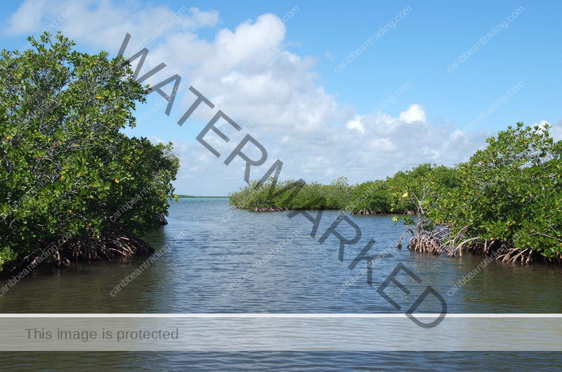 Visit the Humacao Reserve in Humacao Puerto Rico Puerto Rico Travel