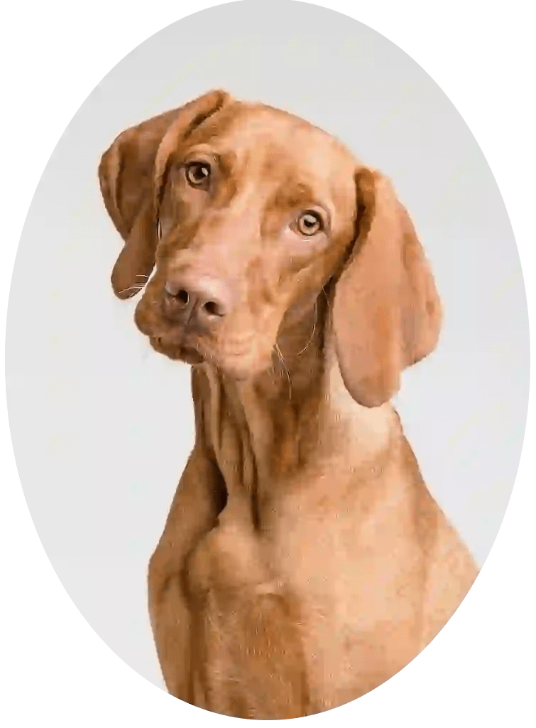 How To Stop A Dog From Howling When Left Alone Ultimate Guide In 2022