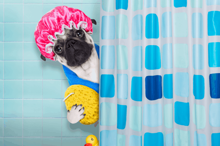 Why Does My Dog Lick Me After the Shower? Caring For A Dog