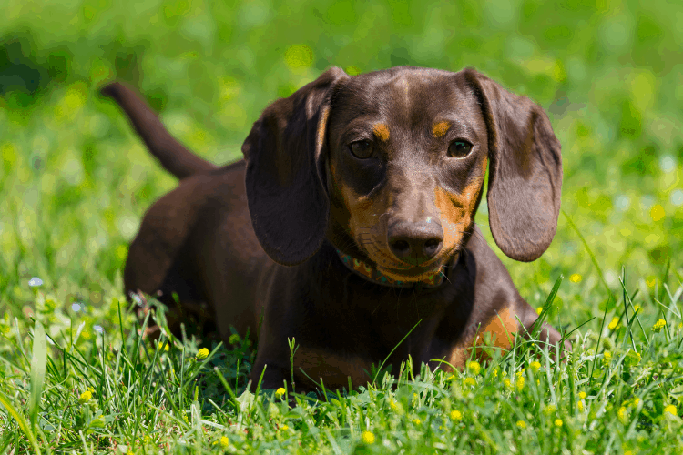 Are Dachshunds Easy To Train? Caring For A Dog