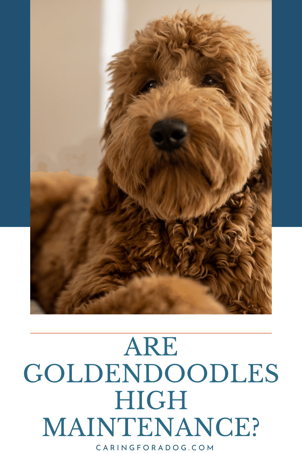 Are Goldendoodles High Maintenance Dogs? Caring For A Dog