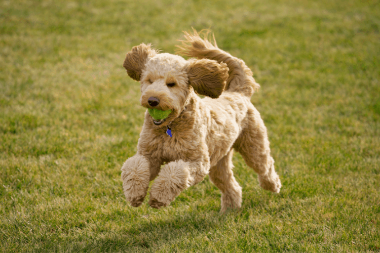 Are Goldendoodles Hyper Dogs? Caring For A Dog