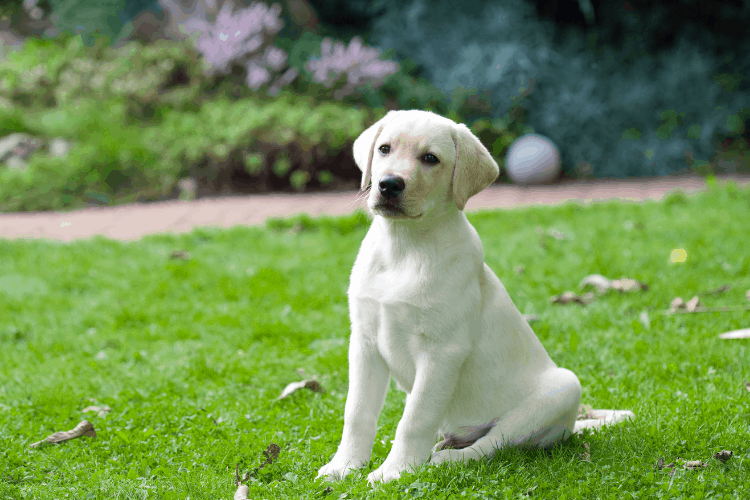 Are Labs Good Family Pets? Caring For A Dog