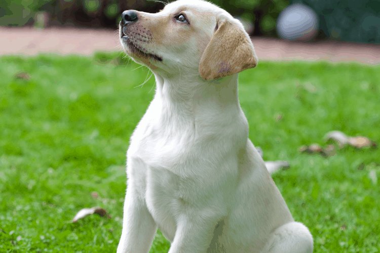 Are Labradors Smart Dogs? (Hint, hint yes!) Caring For A Dog