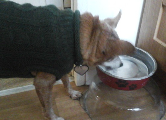 How to Treat Kidney Disease in Dogs Caring for a Senior Dog