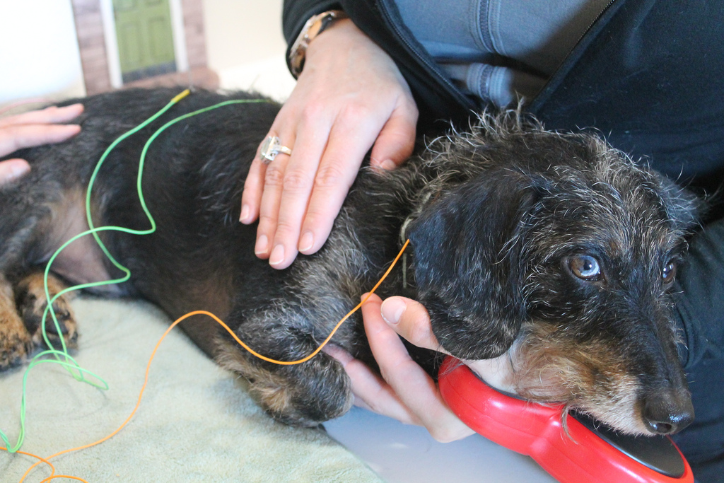 Acupuncture For Dogs Is There a Point? Caring For a Senior Dog