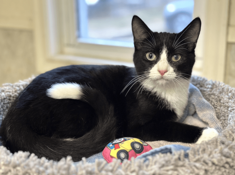 TULLY Caring for Creatures NoKill Animal Shelter Caring for