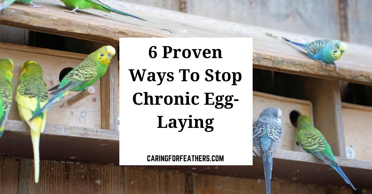 6 Ways To Stop Chronic EggLaying In Birds CaringForFeathers