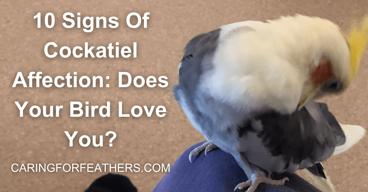 Cockatiel Love Language 10 Signs Of Affection CaringForFeathers
