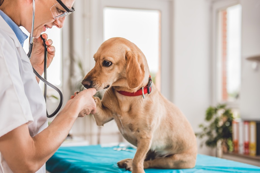 Pet Laboratory Testing In Port St John FL Port St John Vet