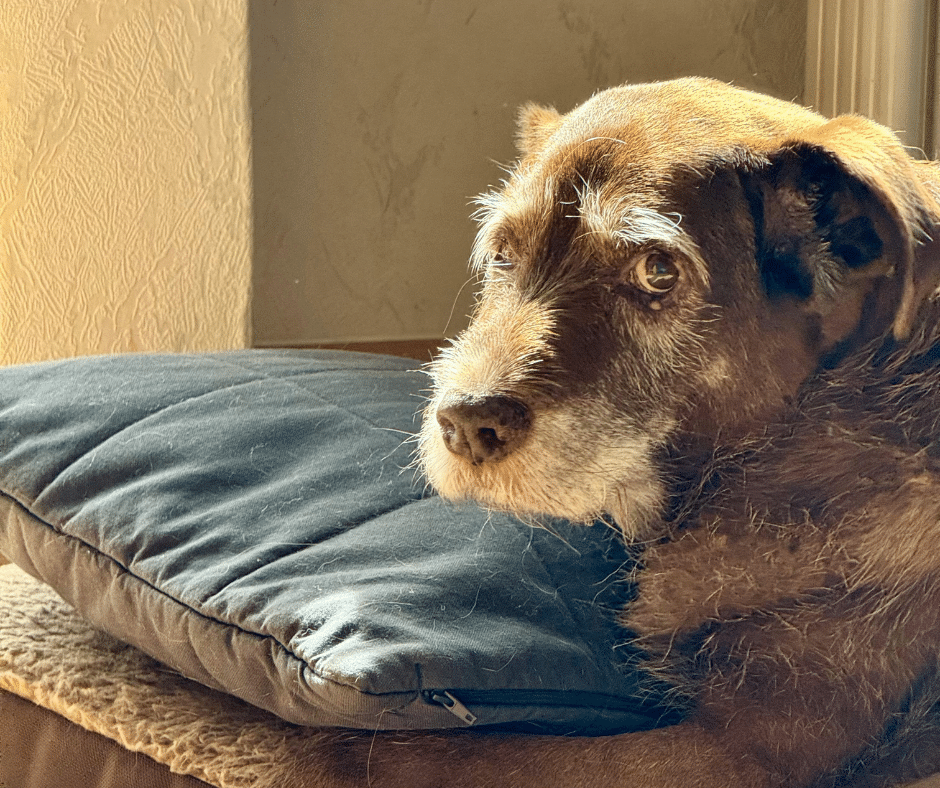 Understanding Dog Dementia Behavioral Changes in Senior Dogs Caring