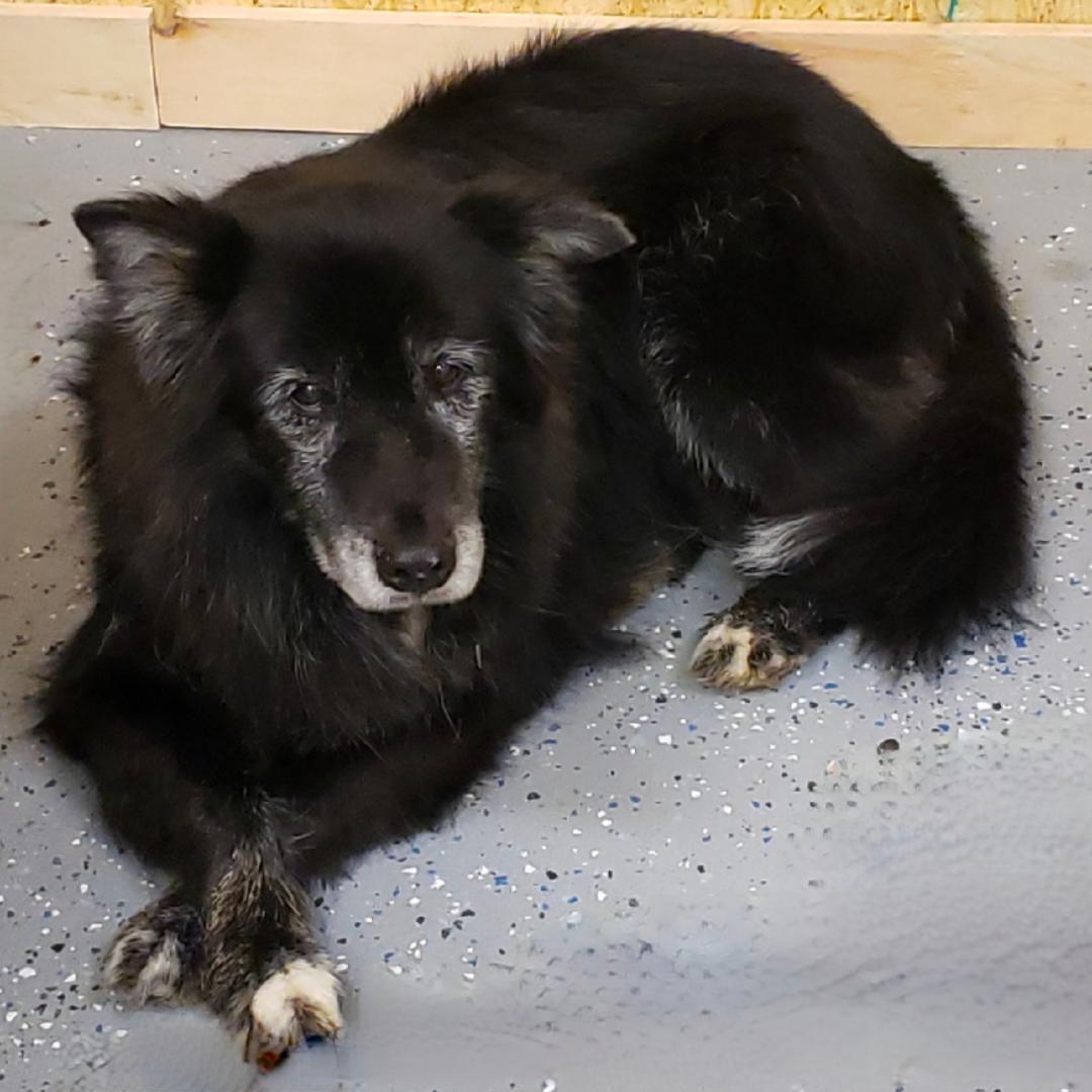 Blackjack Caring Pet Cremation Services, Richmond, VA