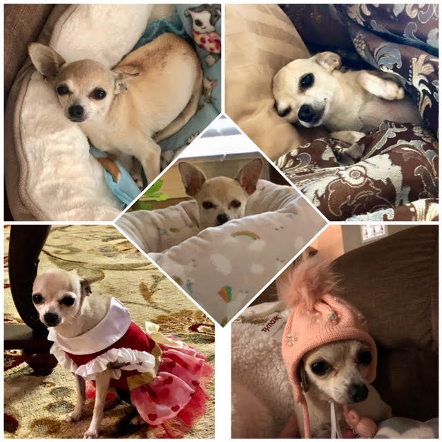 Tinkerbell Caring Pet Cremation Services, Richmond, VA