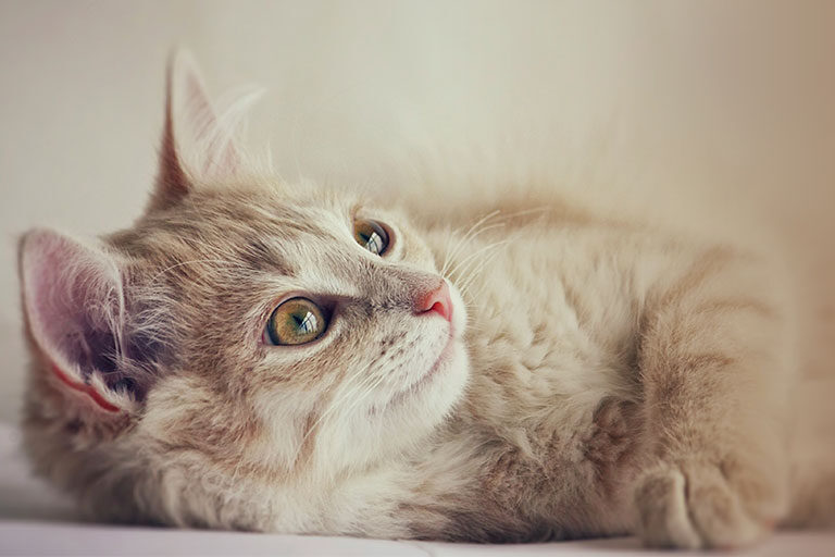 Caring Pet Cremation Services, Richmond, VA