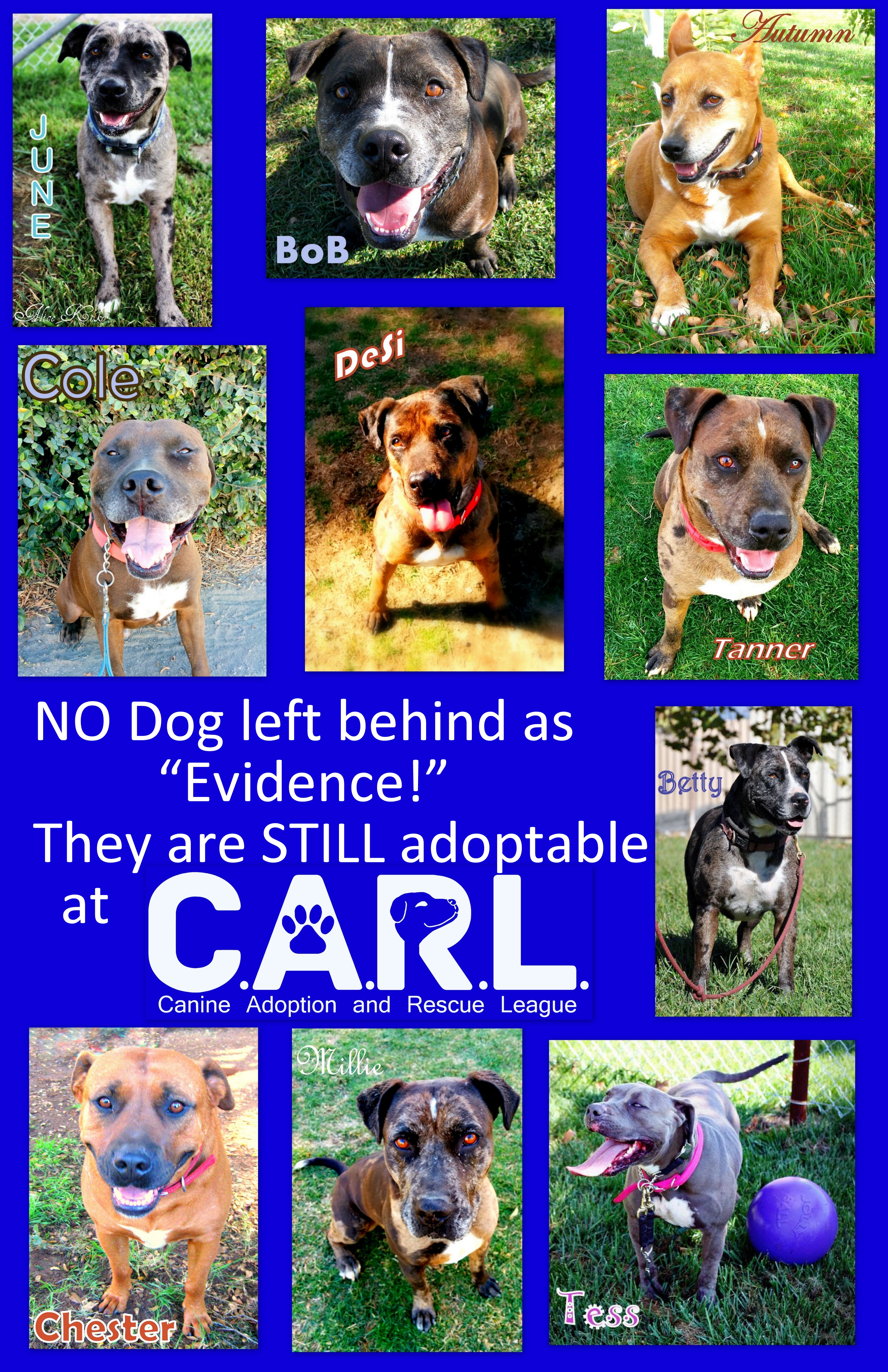 STILL Safe & Sound the "Evidence" Dogs C.A.R.L. Canine Adoption