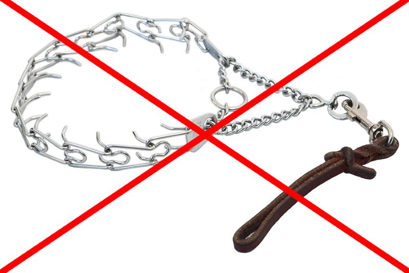 What Is The Best Leash For A Large Dog