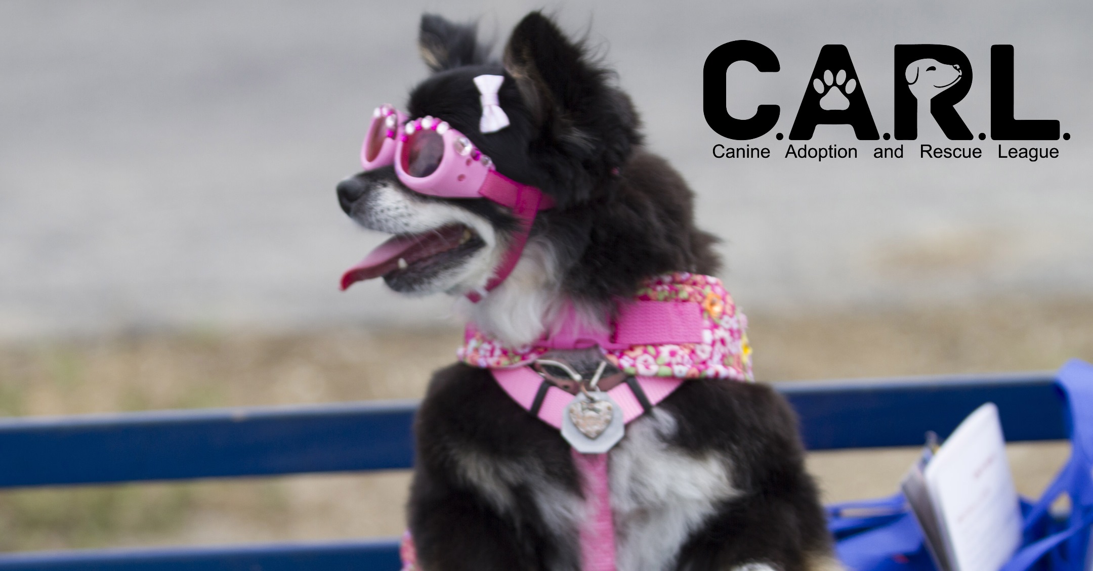 Canine Adoption and Rescue League Announces Expanded Pooch Parade for