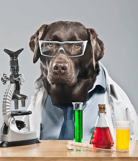 Chemistry Dog Meme
