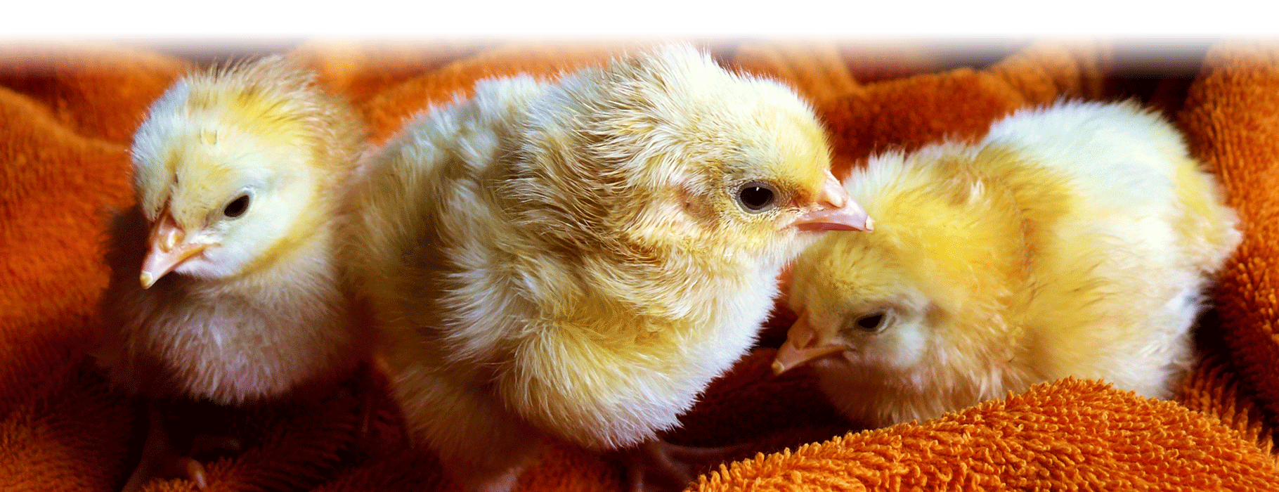 CCWG Livestock Supplies & Equestrian Centre CCWG Livestock Supplies