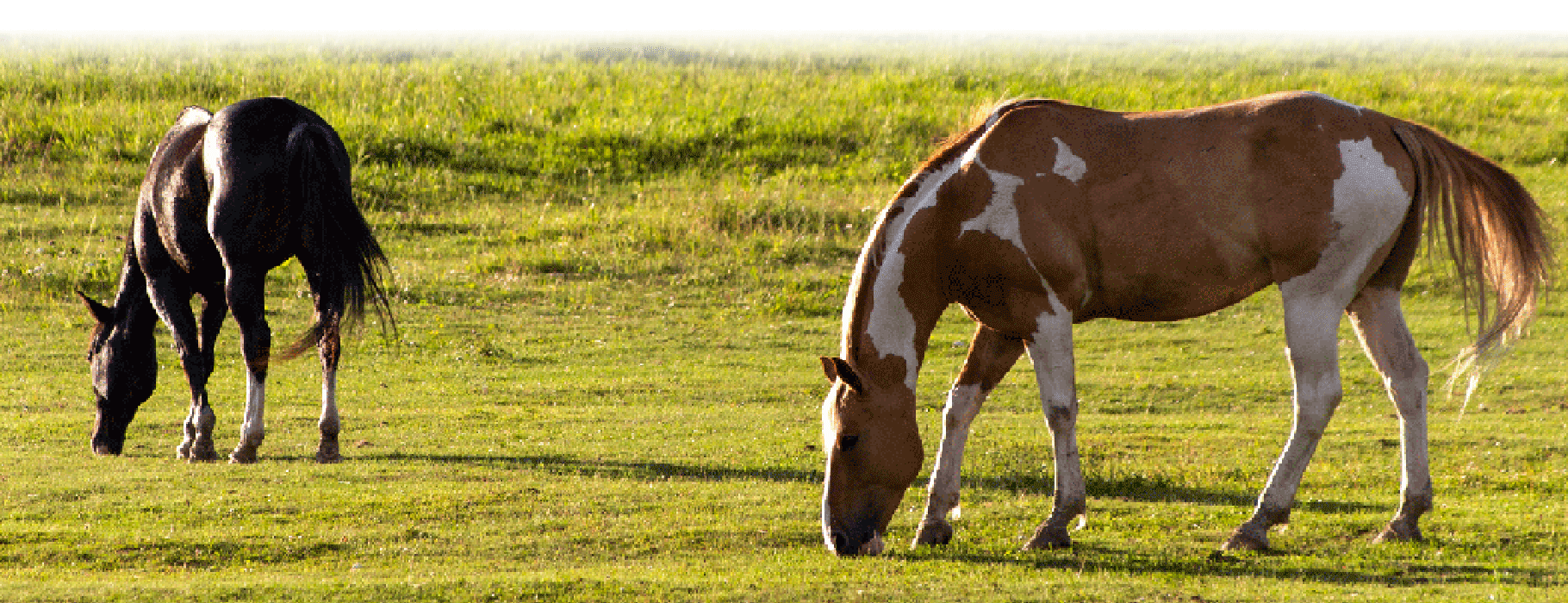 CCWG Livestock Supplies & Equestrian Centre CCWG Livestock Supplies