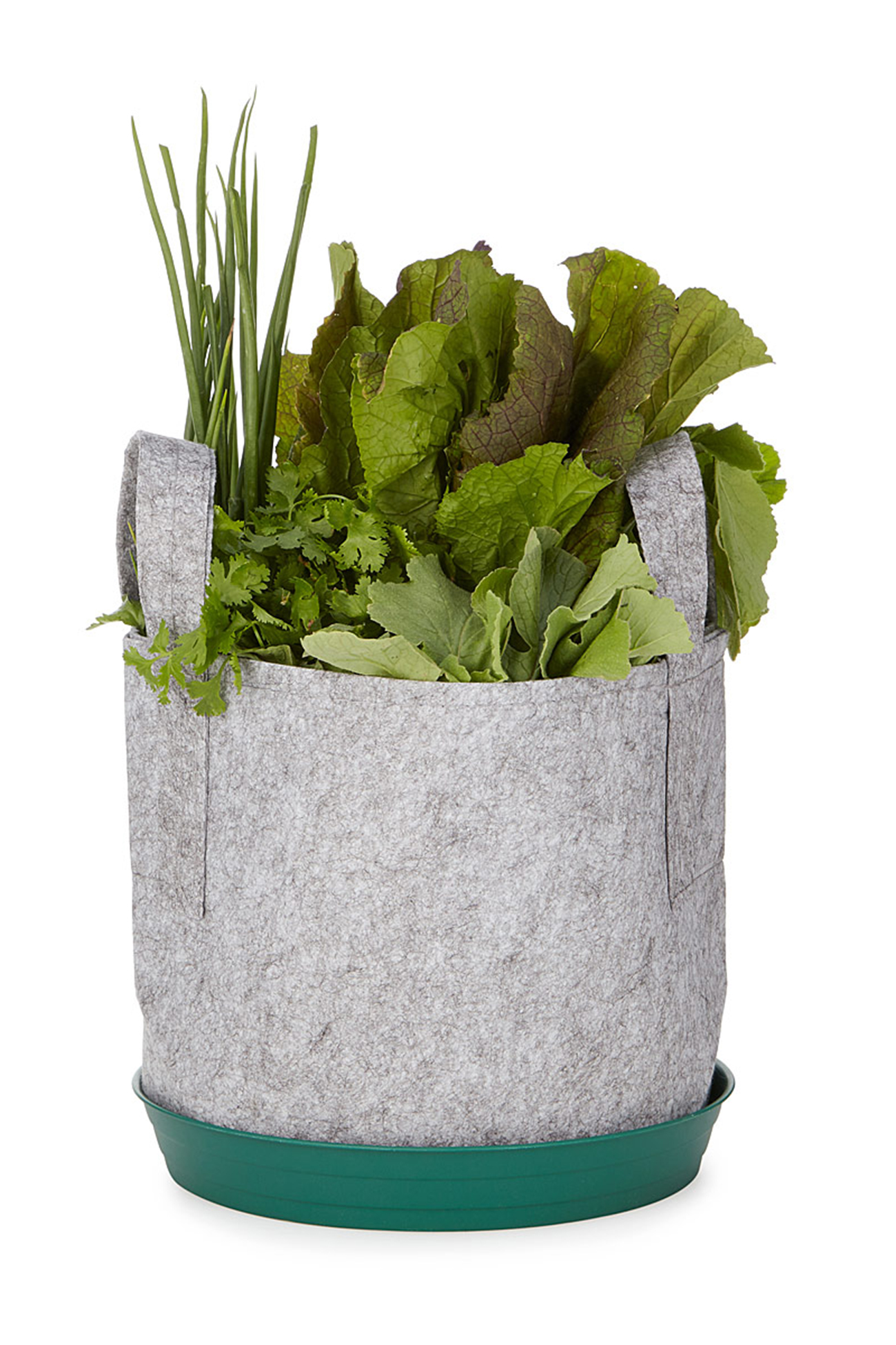 3 Tech Solutions to Growing Herbs and Veggies at Home Carley K.