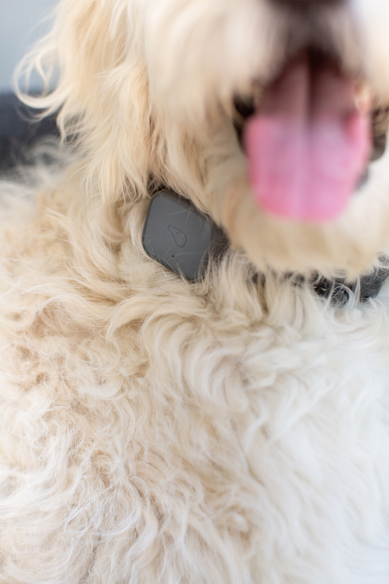 Yes, Okay, I’m Obsessed With My Dog's Activity Tracker Carley K.