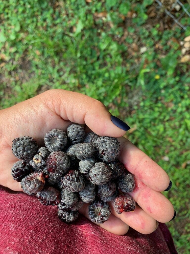 Growing Black Raspberries in Florida Carlisle Acres
