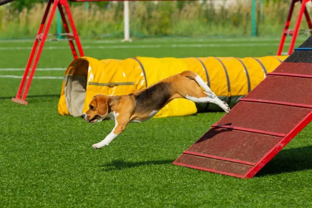 Want A Clean Run? Follow Our Agility Tips Carlson Agility