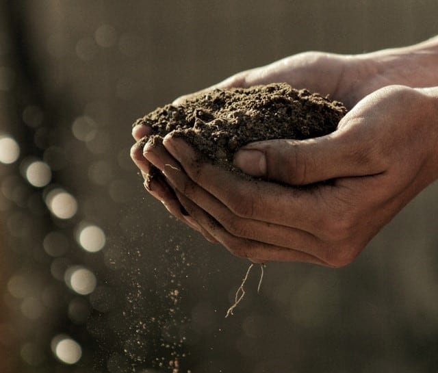 Where Do Coffee Beans Grow Best? Carmel Bay Coffee