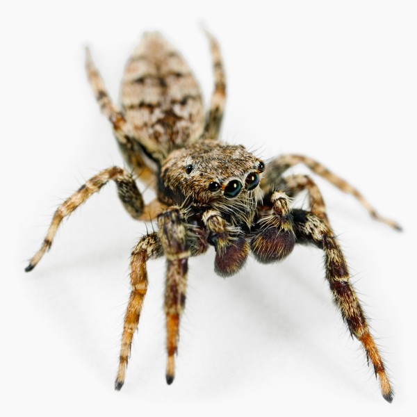 Good Vibrations 7 Animals That Use Vibrations to Communicate Carmen