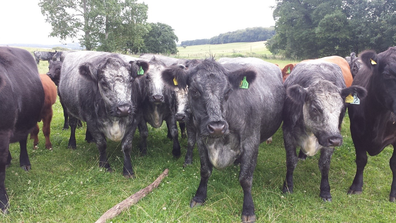 Carmichael Farm Self Catering in Perthshire