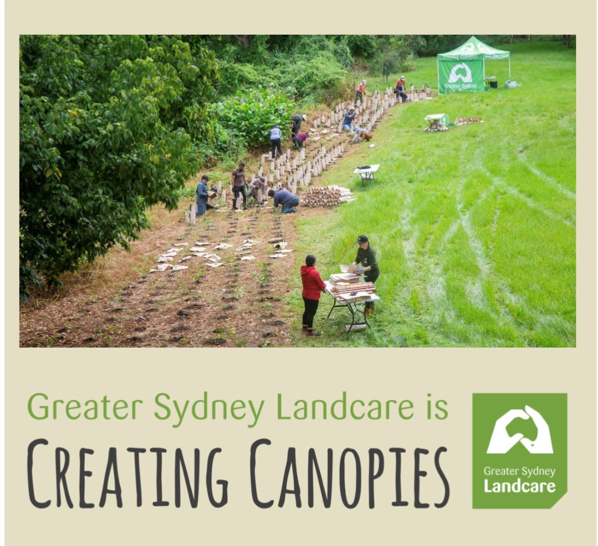 Greater Sydney Landcare is Creating Canopies April Edition