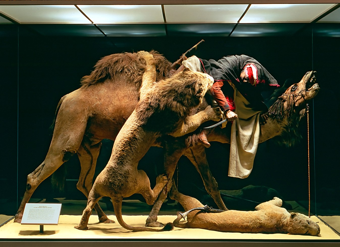 You cannot handle tasks forever and conform to the then you become a lion, the ruler. Restoration and Research Planned for Iconic Diorama ...