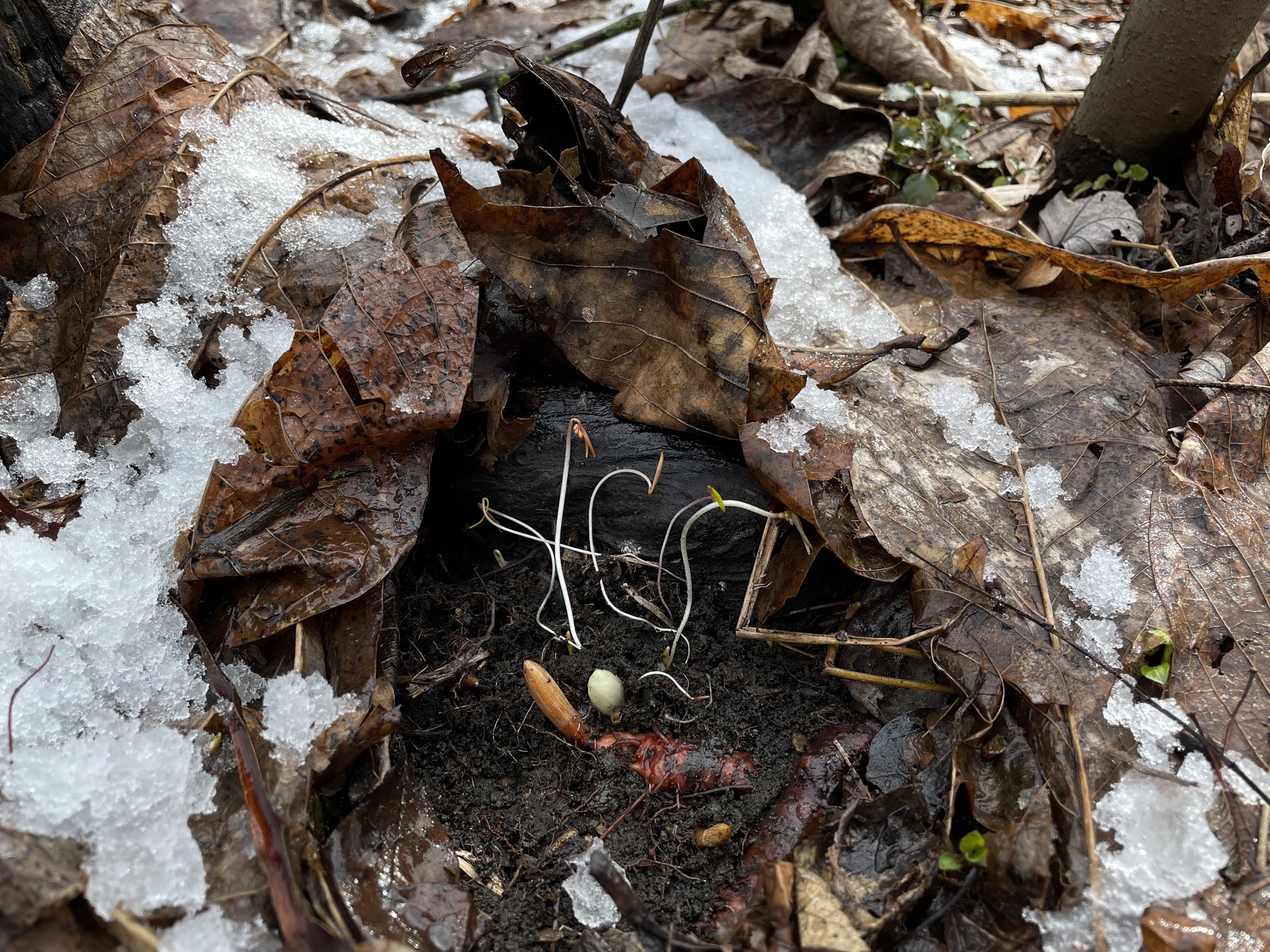 Exploring the Role of Leaf Litter In Our Forests