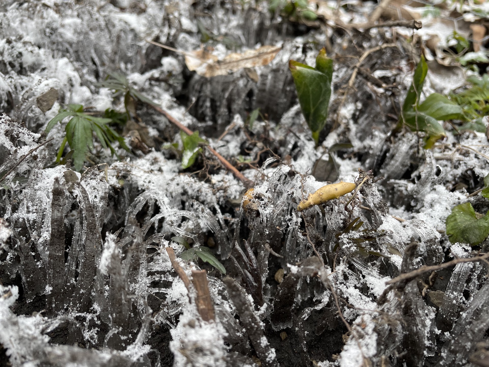 Exploring the Role of Leaf Litter In Our Forests