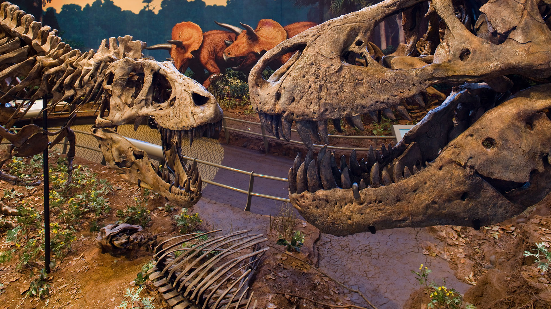 Home Carnegie Museums of Pittsburgh