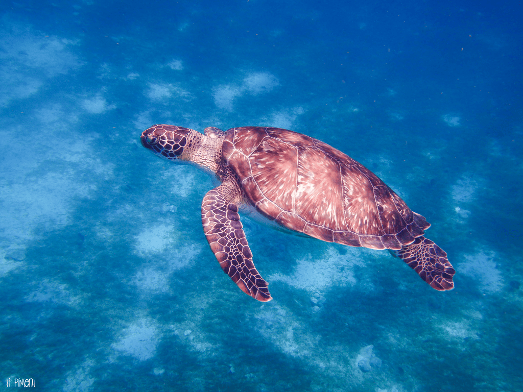 Nager avec des tortues en Martinique, c'est magique ! Ti