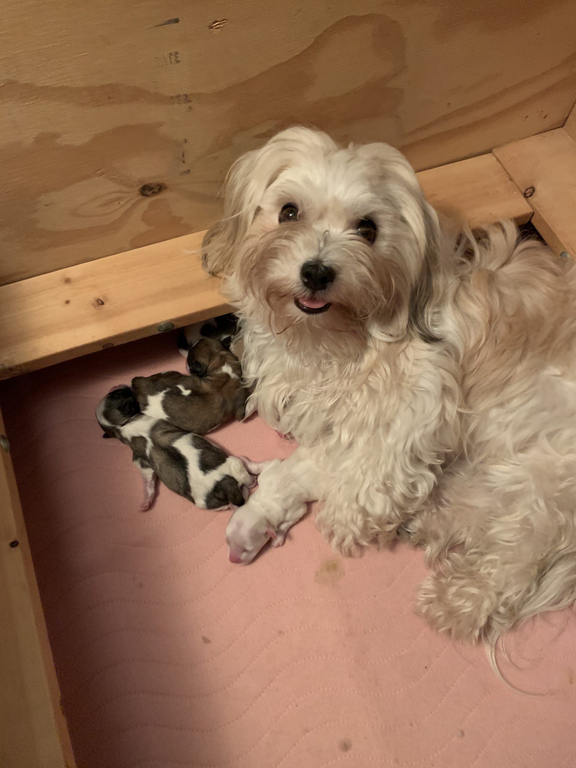 Havanese Puppies Lansing Michigan HavaHugHavanesePuppies HavaHug Havanese Michigan AKC