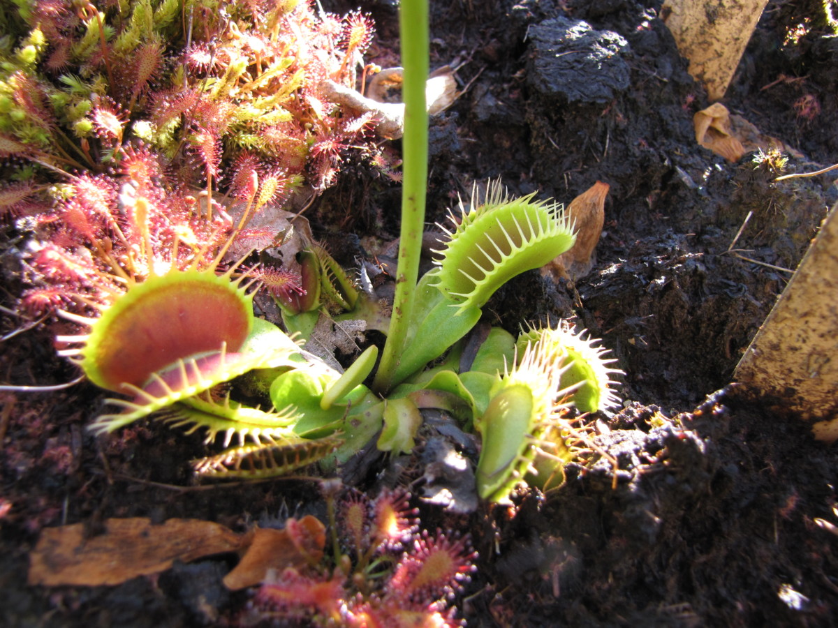 Dionaea muscipula Carnivores.Zone