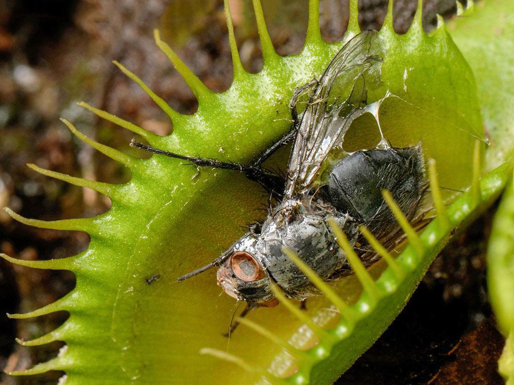 Le piège de la Dionée Muscipula Carnivorex