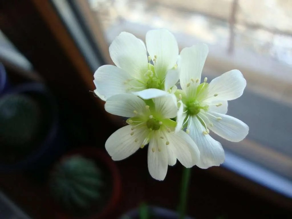 venus_flytrap_flower Carnivorous Plant Resource