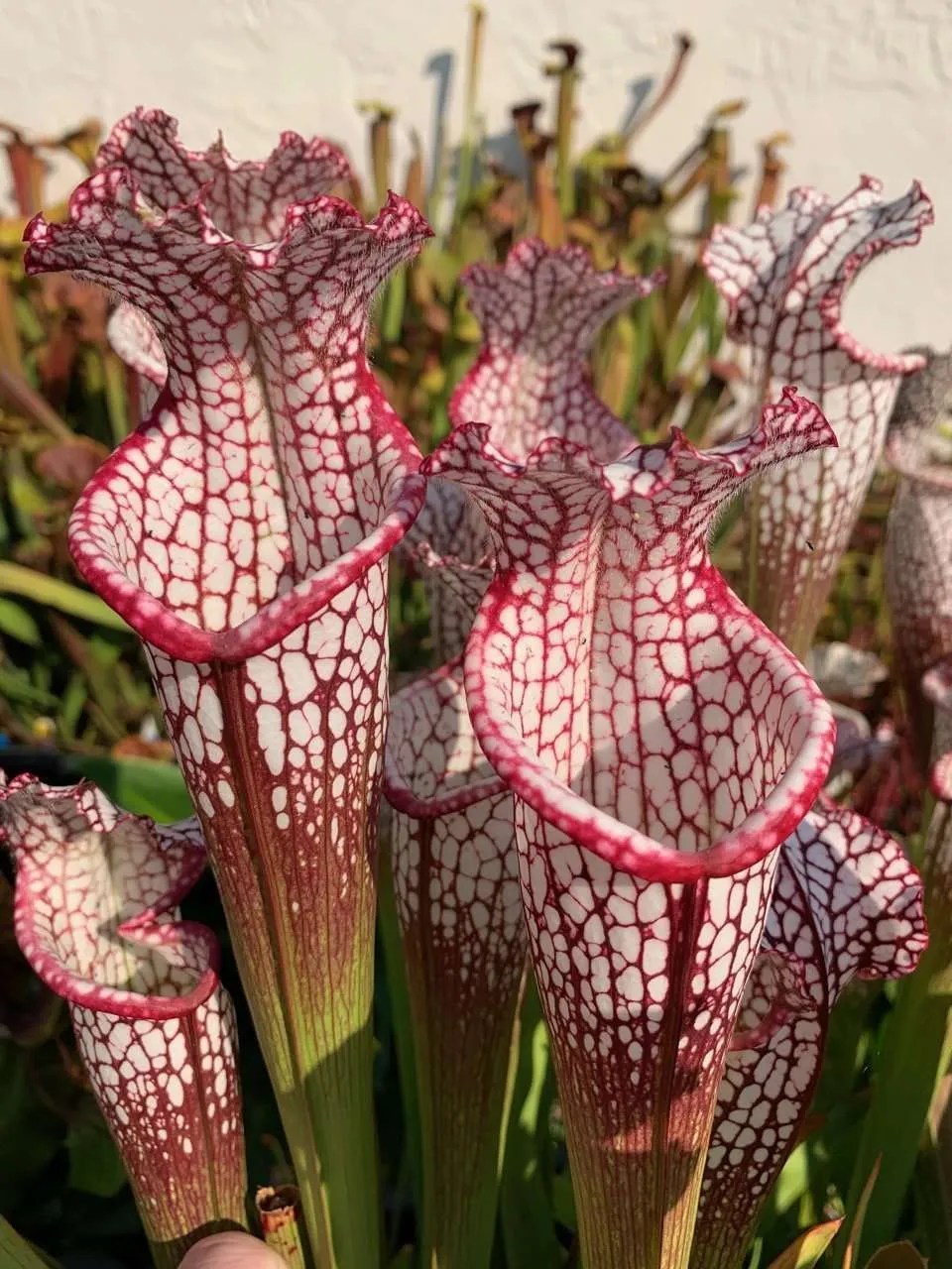 Sarracenia leucophylla Red, Oval Mouth Franklin Co. Carnivorous Plant