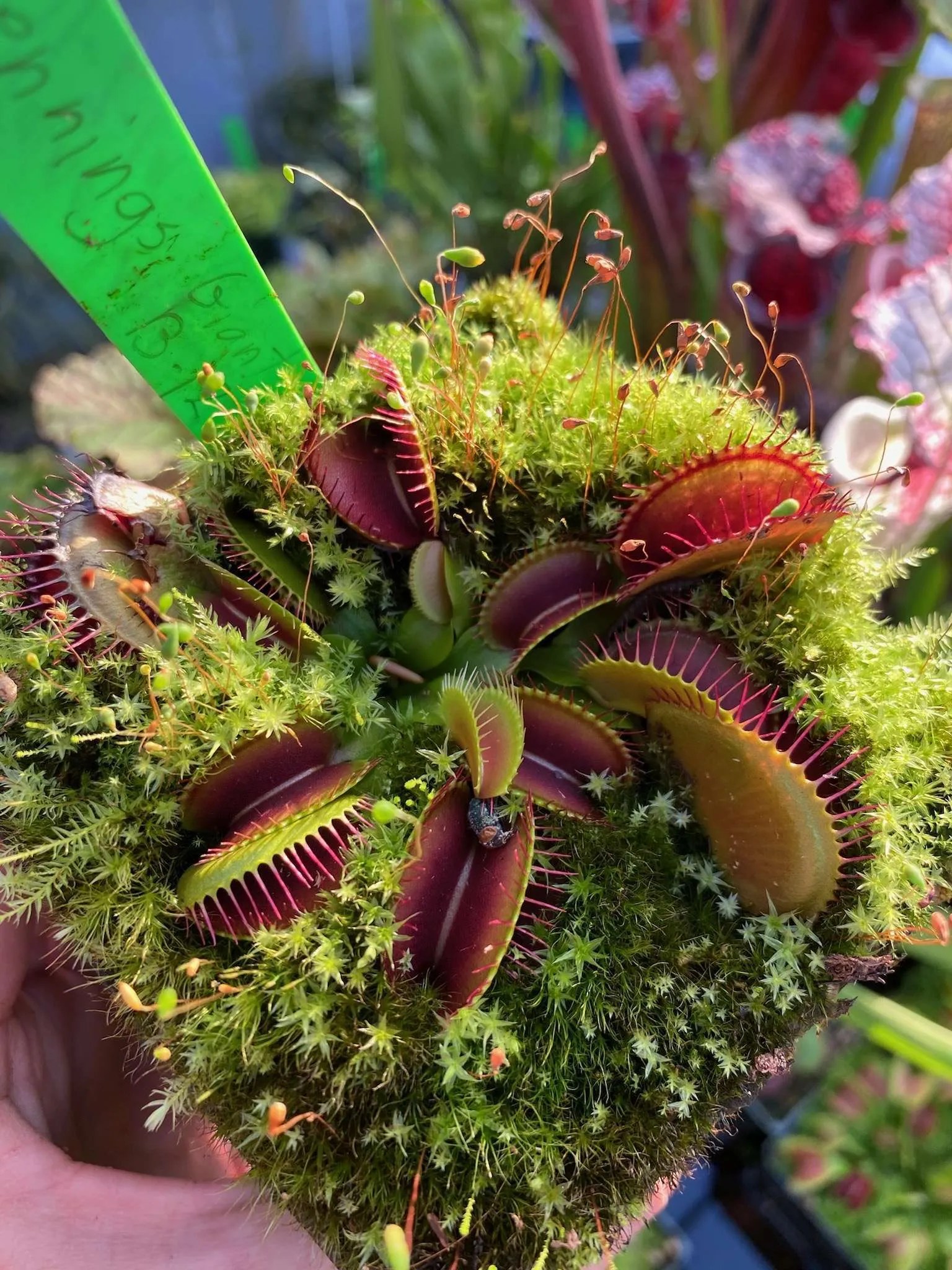 Giant Venus Fly Trap Flower