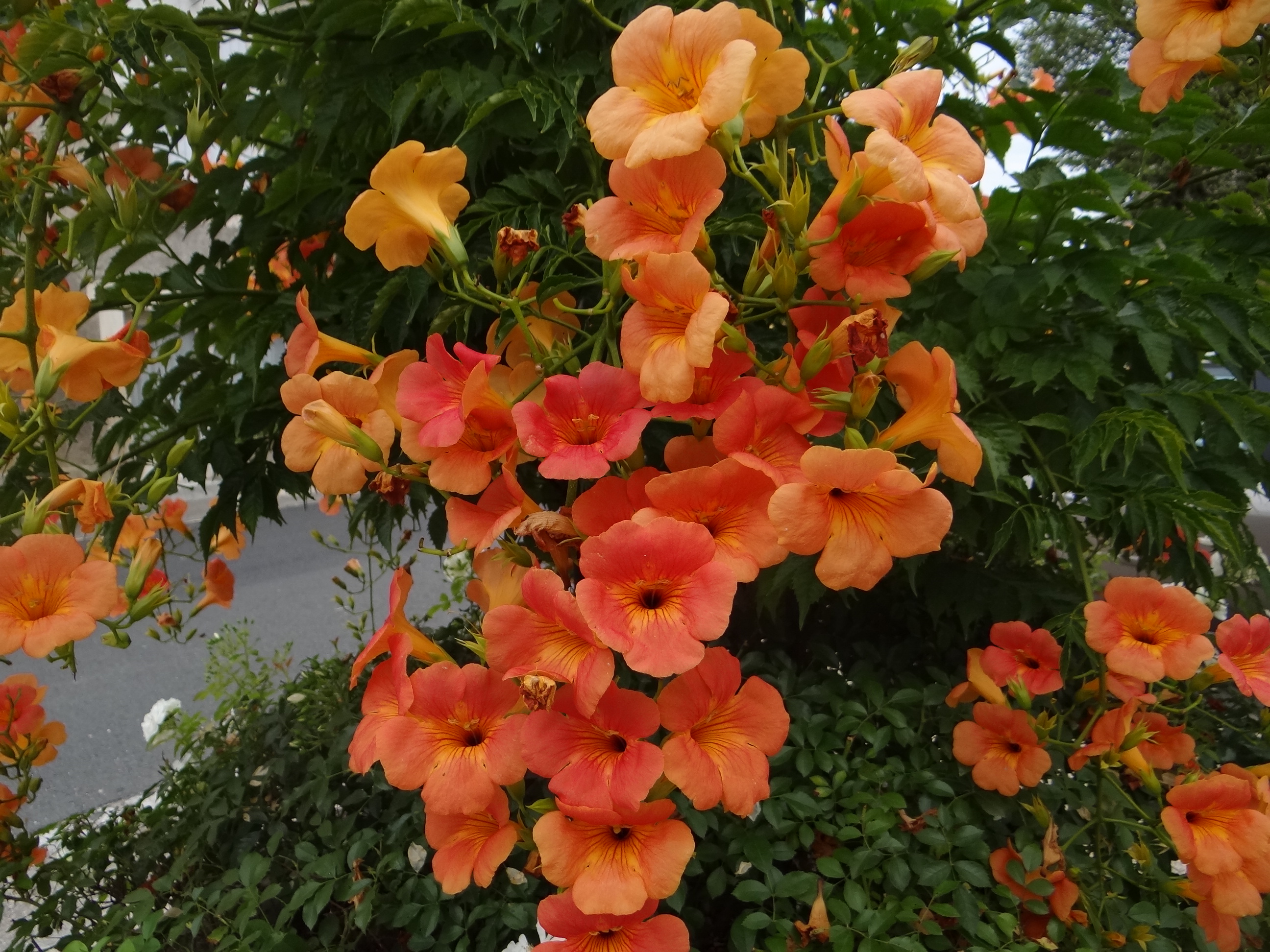 Bignone Production horticole CarnoyChanson