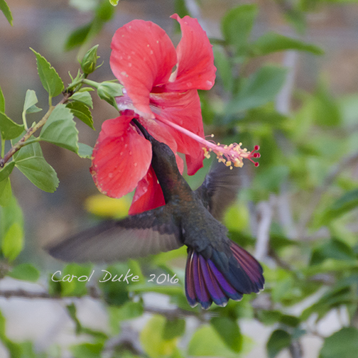 Jamaican Hummingbirds Archives Flower Hill Farm Retreat