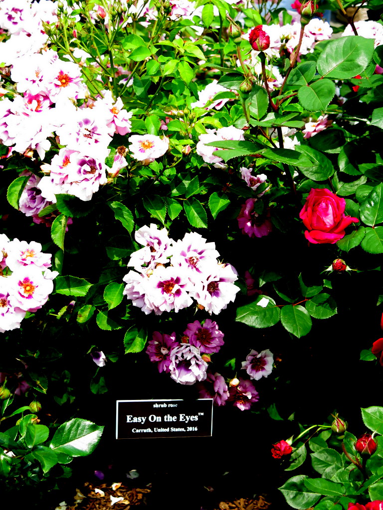 Peggy Rockefeller Rose Garden CAROLE DI TOSTI
