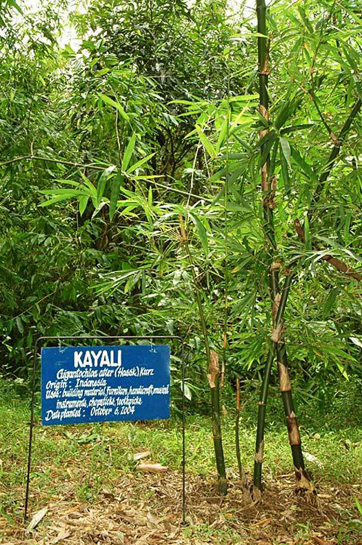 Bamboo Species List Carolina Bamboo Garden