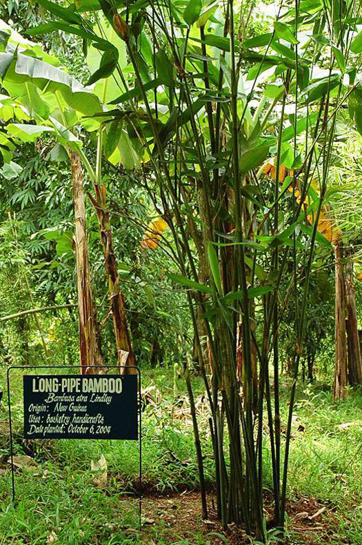 Bamboo Species Carolina Bamboo Garden