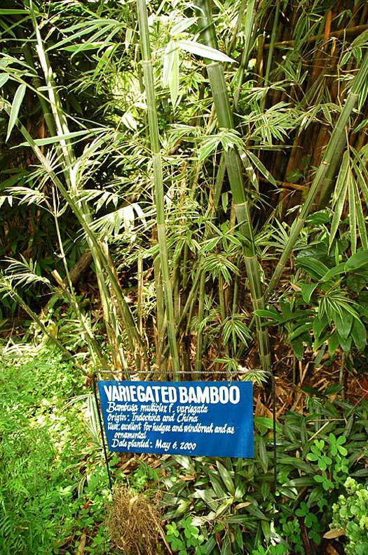 Variegated Bamboo Carolina Bamboo Garden